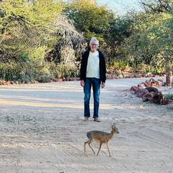 Damara-Dik-Dik, kleinste Antilopenart