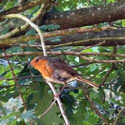 This little bird followed me for a bit today