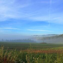 Misty morning
