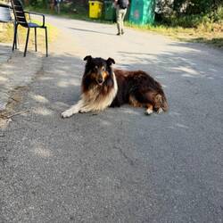 Dogs of the Camino