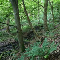 Schöne Eichenwälder