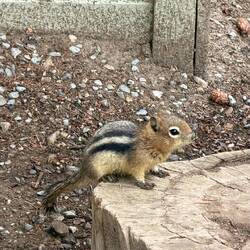 Streifenhörnchen 🥰