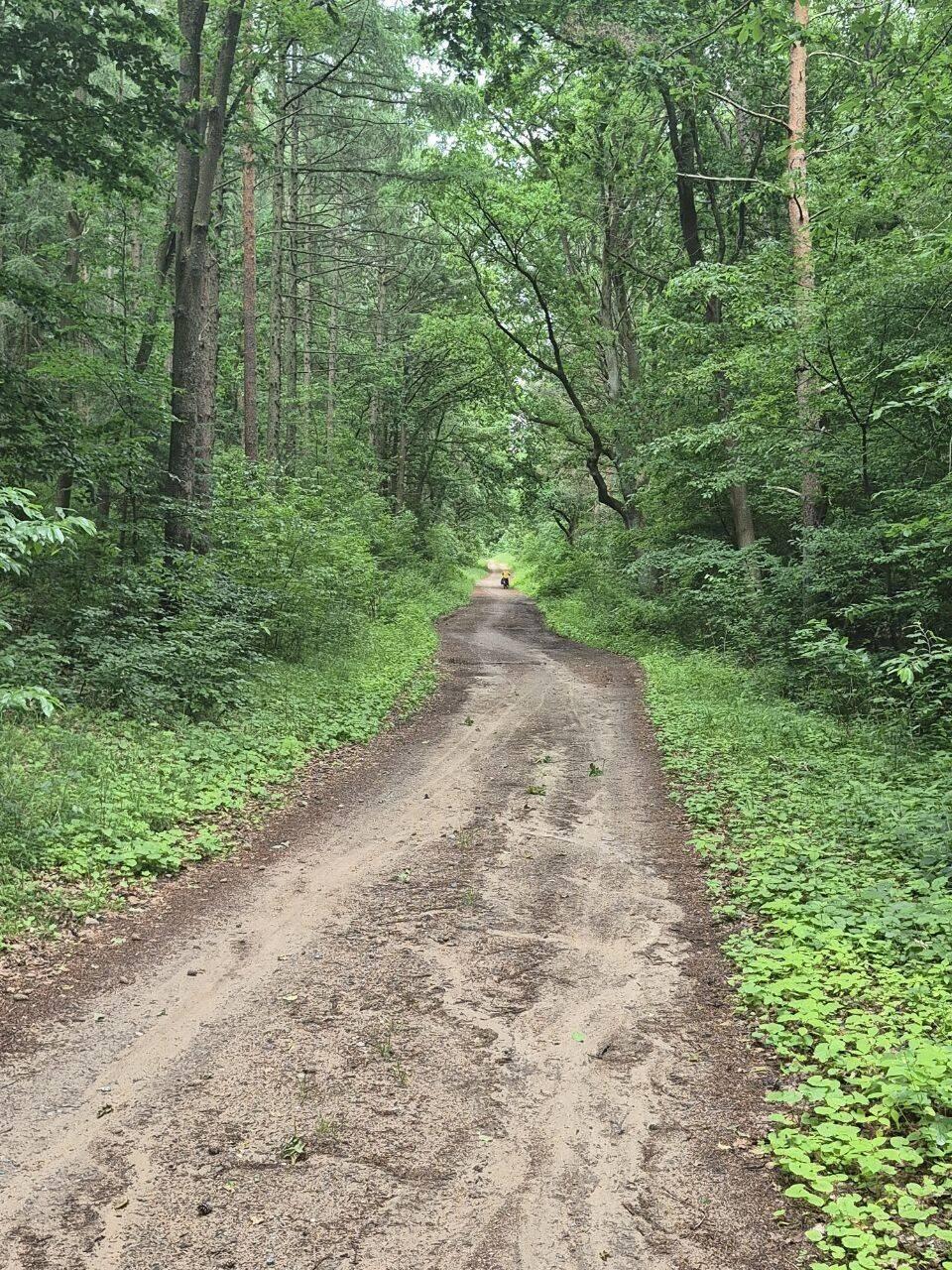 Es geht heute schnell in den Wald und es riecht nach Pilzen.