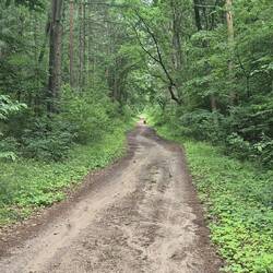 Es geht heute schnell in den Wald und es riecht nach Pilzen.