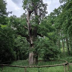 Eiche, ca. 350 Jahre alt