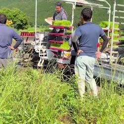 Loading rice seedlings on the back of the "planter" vehicle