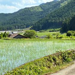 Rice is just being planted here, surrounding the village of Tata.