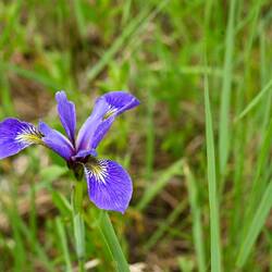 Northern Orchid