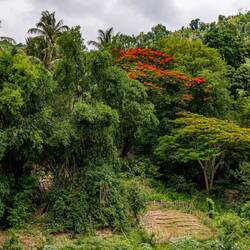 Loved the lush nature!