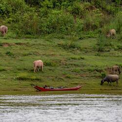 Plenty of water buffalo by the shore! Also what I had for dinner. :D