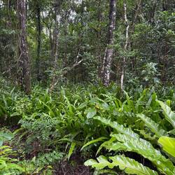 Rainforest