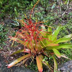 Bromeliad. Amazing plants
