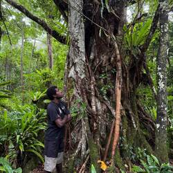 Daniel talking about one of the trees in the forest. The sap from this one makes cricket balls