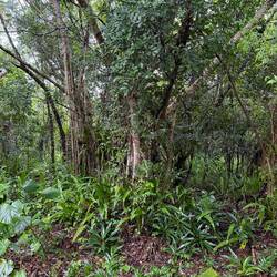 Rainforest