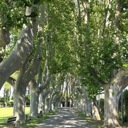 Tree-lined drive to Moulin Saint-Pierre in Taillades