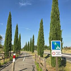 Cypress-lined cycle path.
