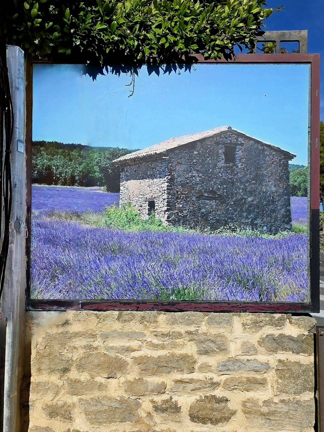 Streetside painting in Gordes - lavender fields in bloom.