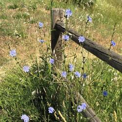 Wildflowers