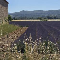 An actual lavender field in bloom!