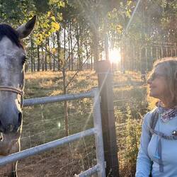 Friendly horse