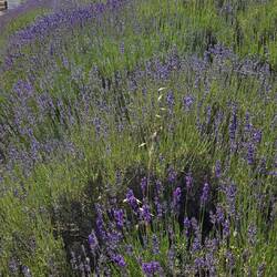 Lavender!