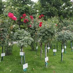 Gespendete Blumen / Donated Flowers