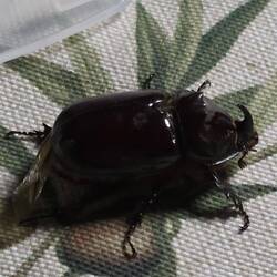 Nashornkäfer beim Abendessen