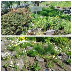 Akureyri Botanical Gardens