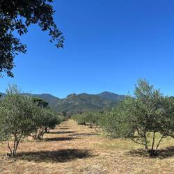 Oliviers, montagnes, ciel bleu au menu de la matinée