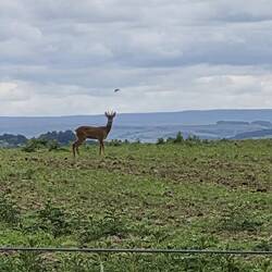 Roe deer