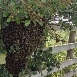 Bees