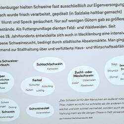 Kleines Schweinewörterbuch 🐷🐽