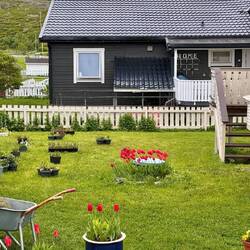 Tulpen Mitte Juni 🙈