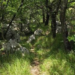 Schöne Waldwege