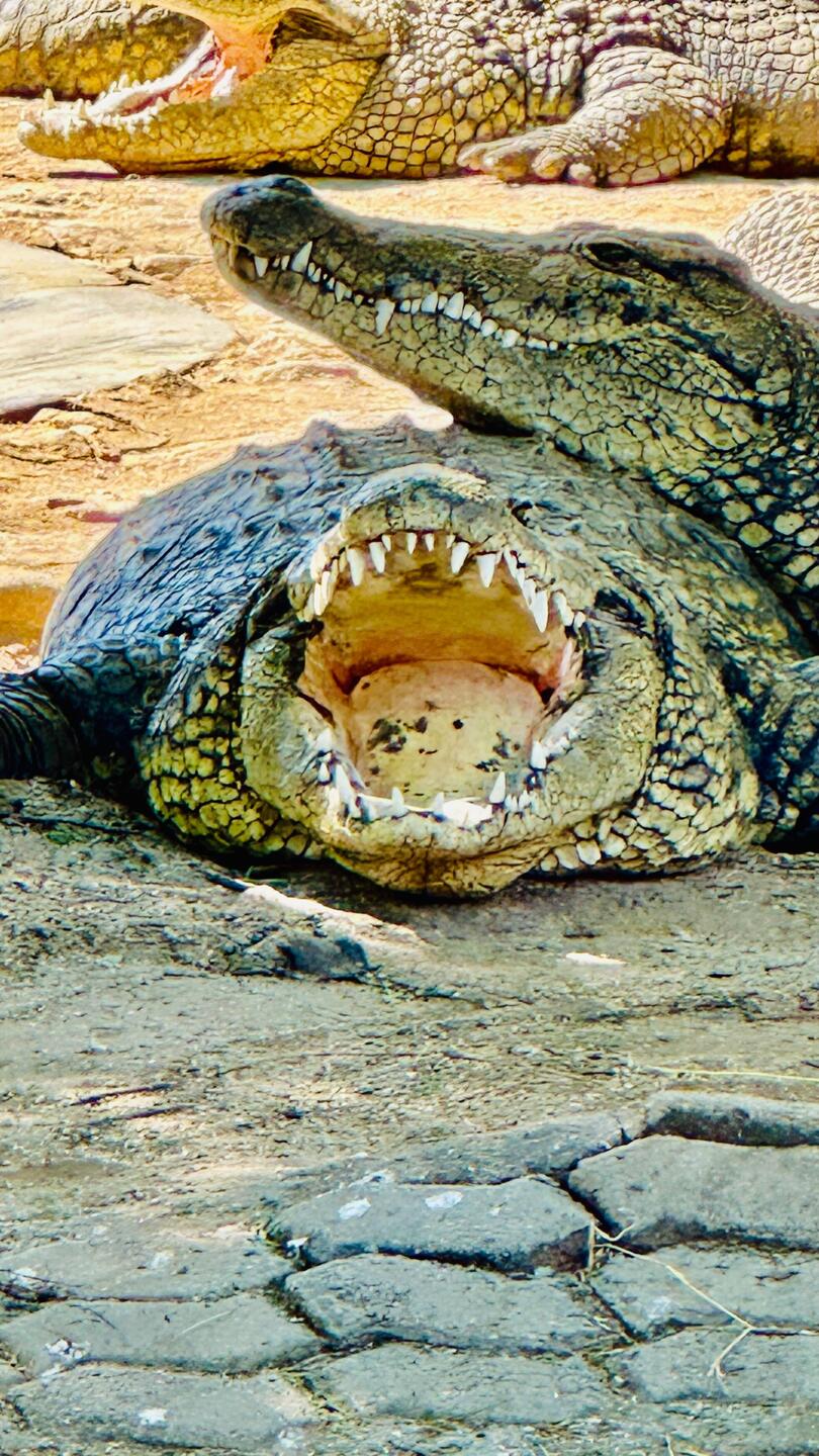 Crocodile Farm