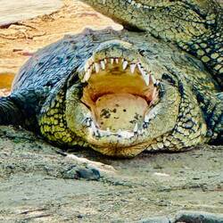 Crocodile Farm