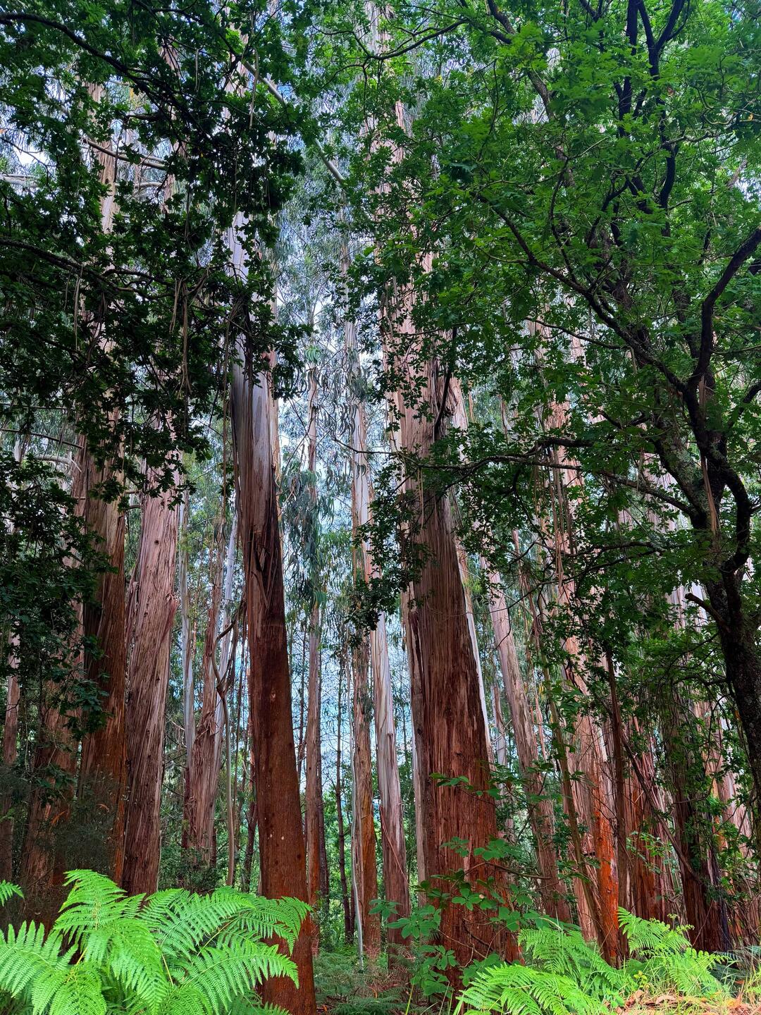 Beautiful gumtrees