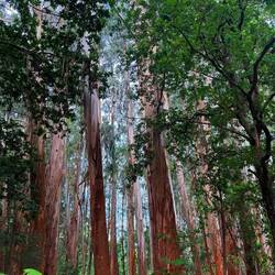 Beautiful gumtrees