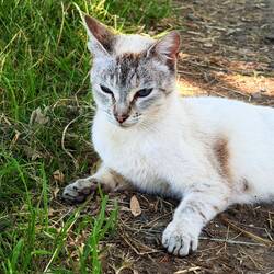 Camino Cat