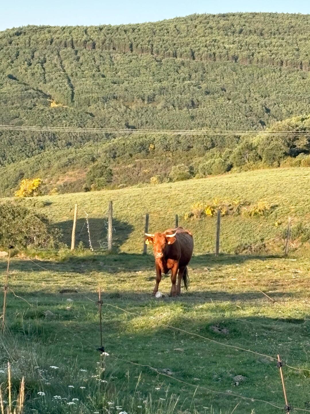 Back in the land of cows. I missed them and the clanging of their bells while on the Meseta.