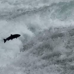 Bailey’s Chute