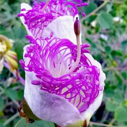Art of nature 2.0