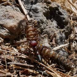Ants..... what incredible power!