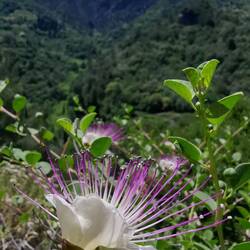 Caper blossom!