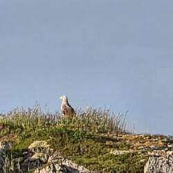 Seeadler