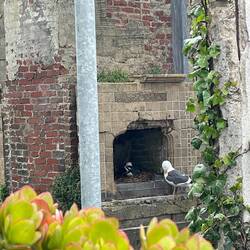 Im ehemaligen Haus des Gefängnisleiters leben nun Möwen
