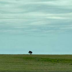 Lone tree in BFE.