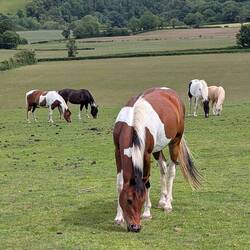 This horse pushed me up the hill