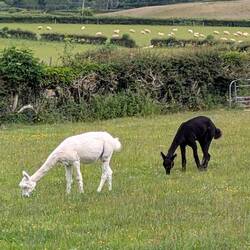 Alpacas