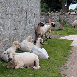 Curly horned sheep lounging around